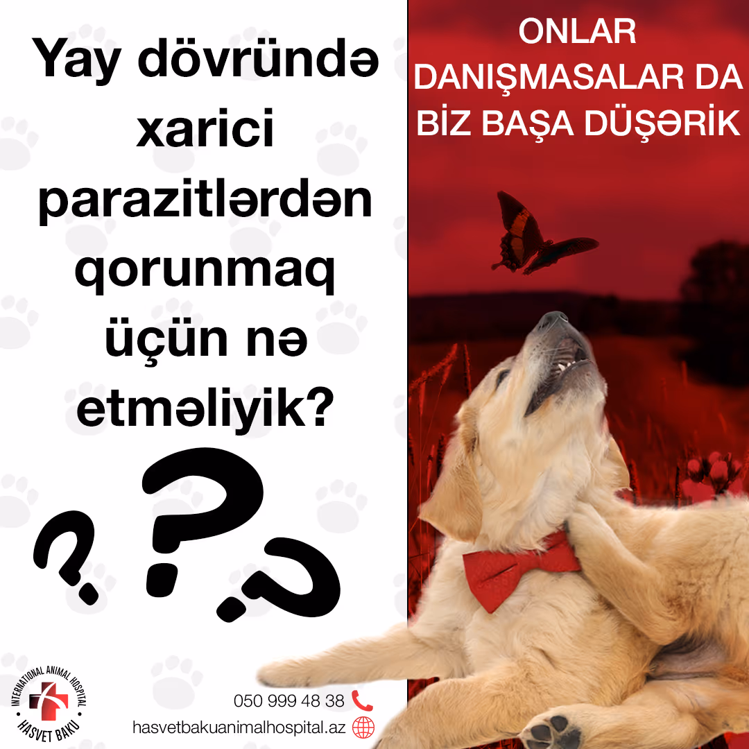 Yaz mövsümündə xarici parazitlərdən qorunmaq üçün nə etməliyik?