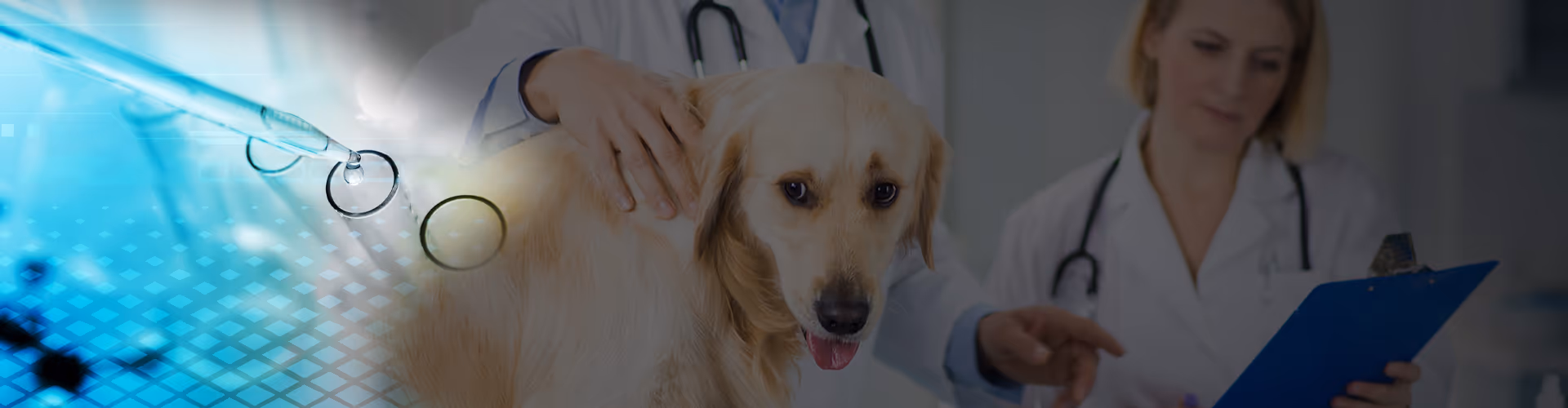 Hızlı Test Kitleri