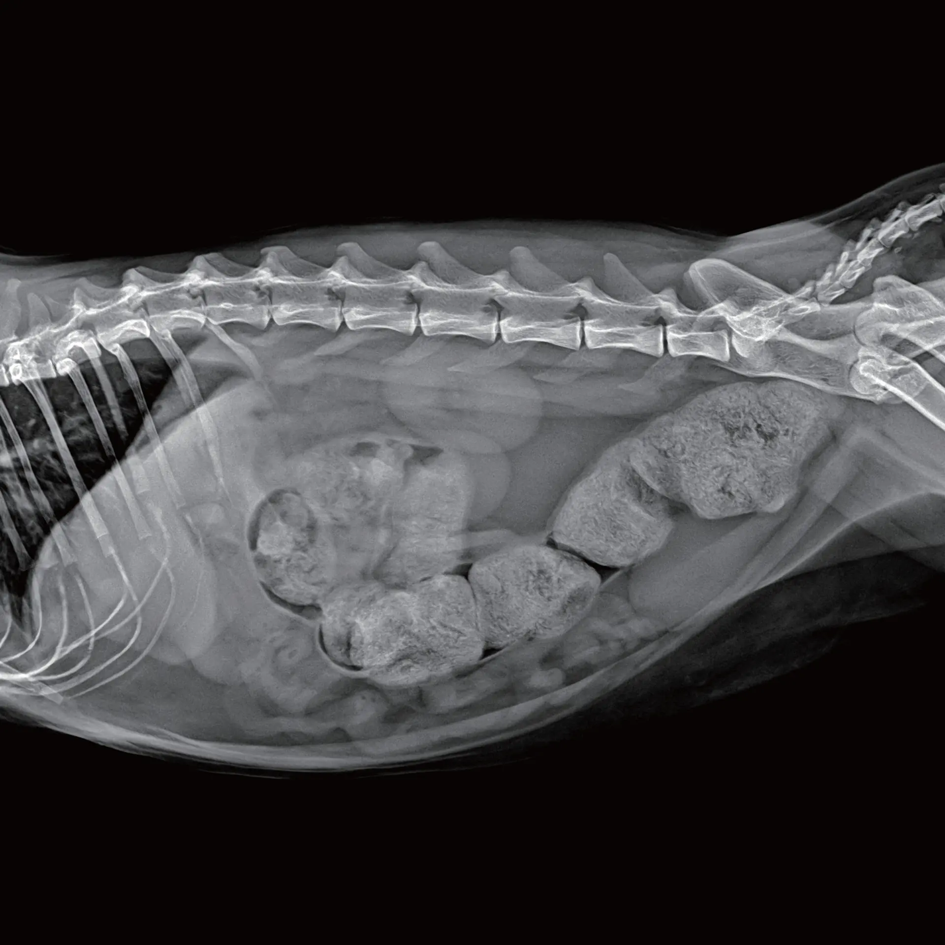 Abdominal Görüntüleme