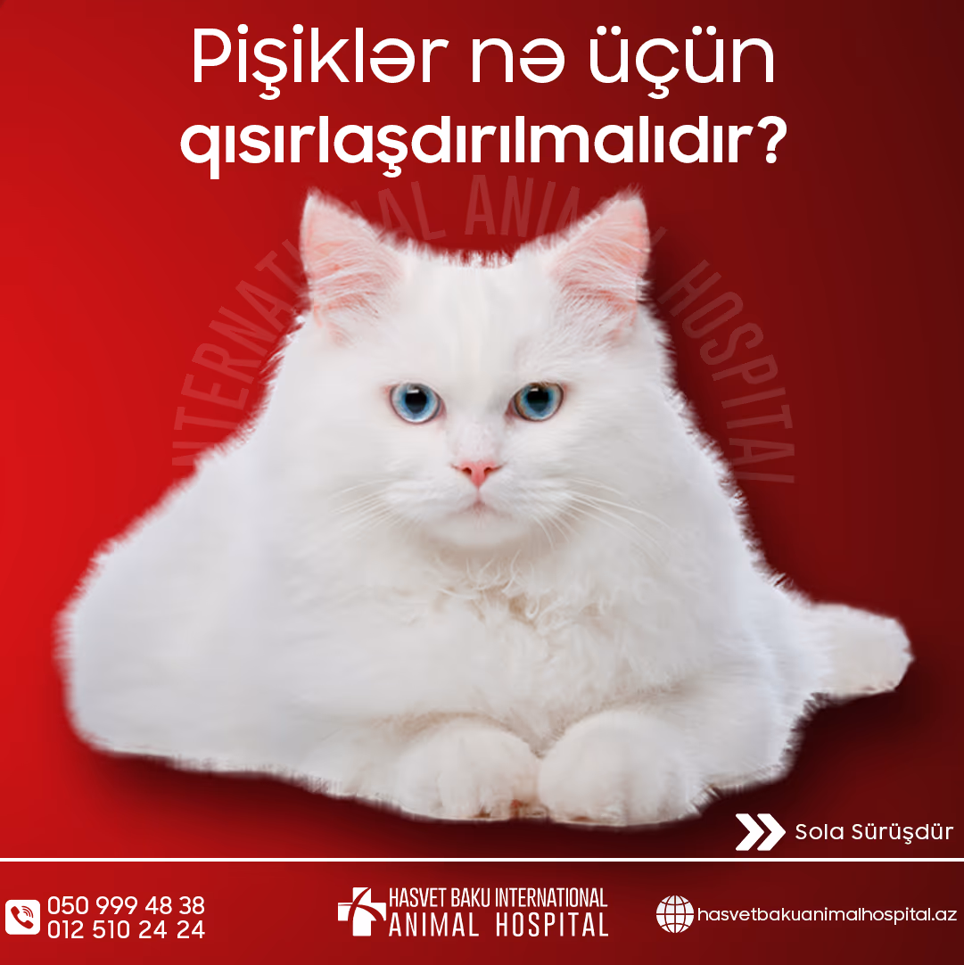 Как следует кормить наших беременных маленьких друзей?