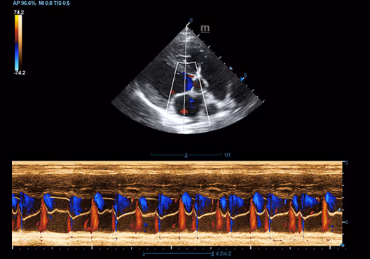 Color Doppler, Böbrek, Köpek