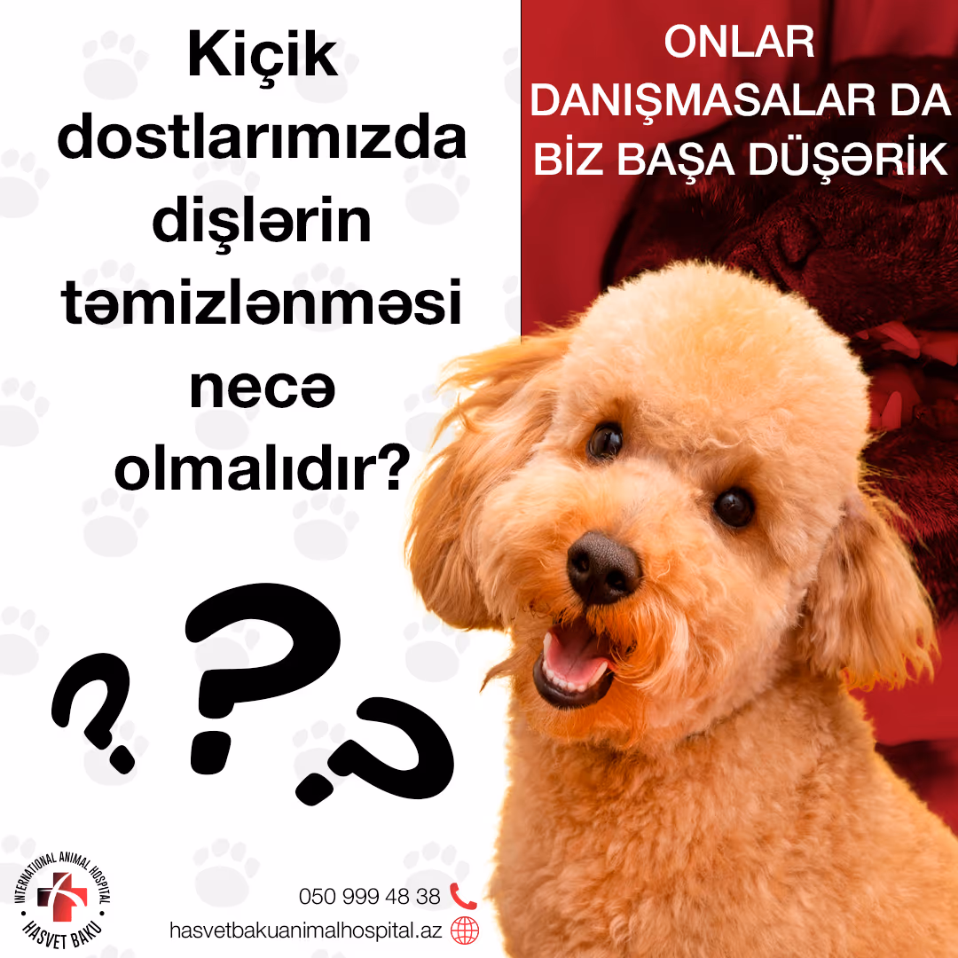 Minik dostlarımızda diş temizliği nasıl yapılmalıdır?
