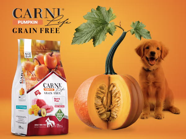 Carni Life Pumpkin