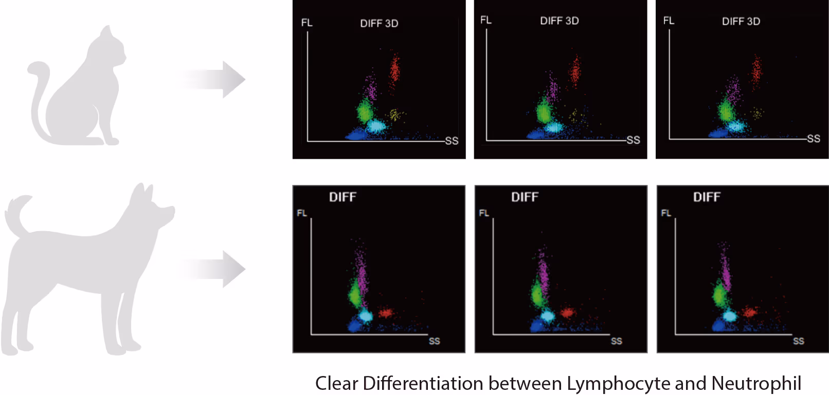 Lenfosit ve Nötrofilin Daha İyi Farklılaşması