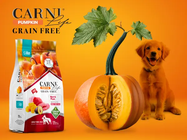 Carni Life Pumpkin