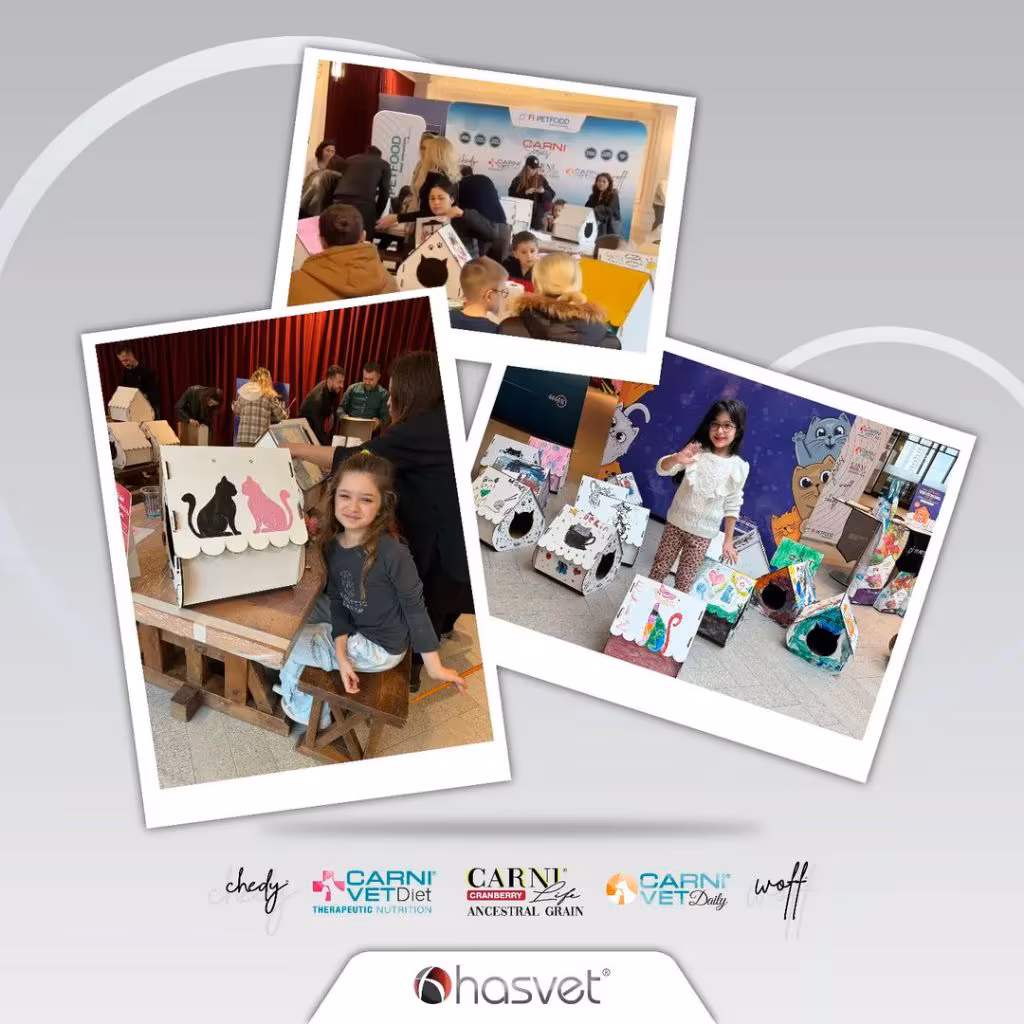 Kedi Evi Boyama Etkinliği